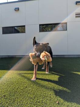 Rescue German Shepherd Dog Dogs for Adoption in Hillsboro, Missouri - Crush | PetCurious