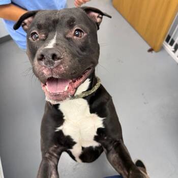 Phineas -  Pit Bull Terrier and Mixed Breed Dog for Adoption in Roanoke, Virginia - Phineas | PetCurious
