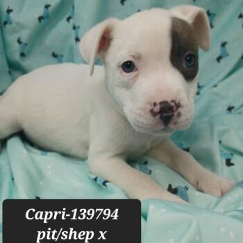 Shepherd and Pit Bull Terrier Dogs Available for Adoption - Capri | PetCurious