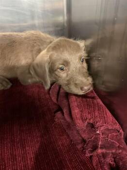 DAKOTA -  American Staffordshire Terrier and Poodle Dog for Adoption in Grand Prairie, Texas - DAKOTA | PetCurious