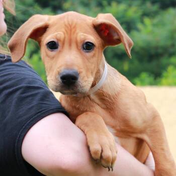 CT Asher -  Labrador Retriever and Mixed Breed Dog for Adoption in Eastford, Connecticut - CT Asher | PetCurious