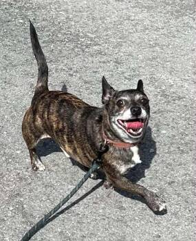 Mr.Bean -  Chihuahua and French Bulldog Dog for Adoption in Salem, West Virginia - Mr.Bean | PetCurious