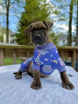 Pit Bull Terrier and Labrador Retriever Dogs Available for Adoption in Levittown, New York - Saffron  | PetCurious