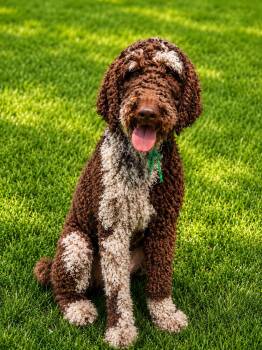 Tucker -  Standard Poodle Dog Available for Adoption in Rockville, Maryland - Tucker | PetCurious