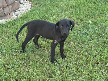 Dahlia Grace -  Hound Dog for Adoption in Lexington, Kentucky - Dahlia Grace | PetCurious