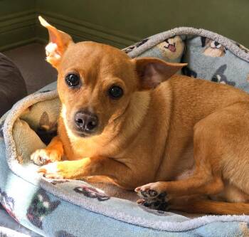 Sweetheart -  Chihuahua Dog for Adoption in Fallbrook, California - Sweetheart | PetCurious