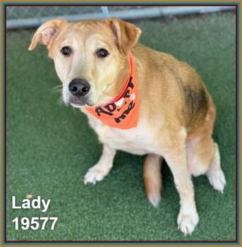 LADY -  Shepherd and Labrador Retriever Dog for Adoption in Marietta, Georgia - LADY | PetCurious