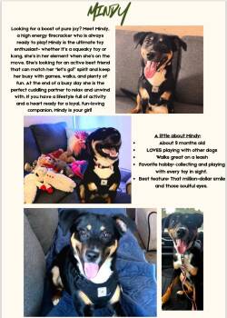 Beagle Dogs Available for Adoption - Mindy | PetCurious