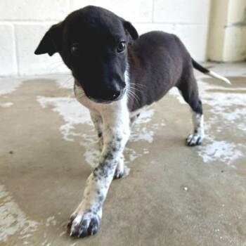 Westlyn 0493 -  Great Dane and Mixed Breed Dog for Adoption in Loxahatchee Groves, Florida - Westlyn 0493 | PetCurious