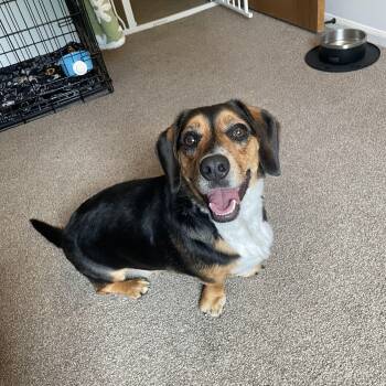 Charlie -  Dachshund and Beagle Dog for Adoption in Sandy, Utah - Charlie | PetCurious