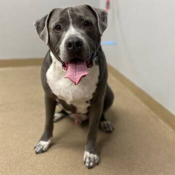 ZYM -  American Staffordshire Terrier Dog for Adoption in Aurora, Colorado - ZYM | PetCurious