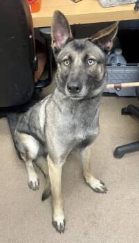 Rescue Mixed Breed Dogs for Adoption in Chamblee, Georgia - Neptune | PetCurious