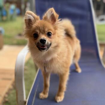 Ziti -  Pomeranian Dog for Adoption in Garland, Texas - Ziti | PetCurious