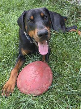 Cooper -  Doberman Pinscher Dog for Adoption in Arlington, Virginia - Cooper | PetCurious