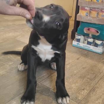 Catahoula Leopard Dog and Border Collie Dogs Available for Adoption in Belleville, Illinois - Betty | PetCurious