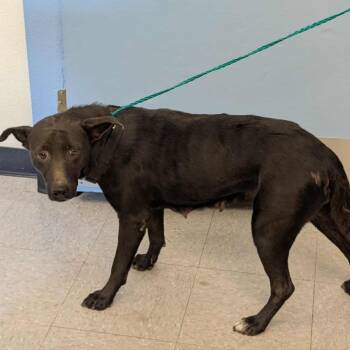 Rescue Shepherd Dogs for Adoption in Bastrop, Texas - Ethel 25-09-141 | PetCurious