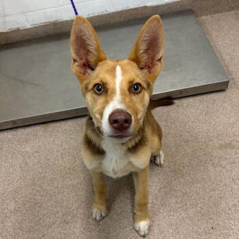 Bridget -  Mixed Breed Dog for Adoption in Ardmore, Oklahoma - Bridget | PetCurious