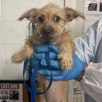 Yahtzee -  Terrier Dog for Adoption in Edinburg, Texas - Yahtzee | PetCurious
