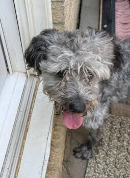 Leo -  Schnoodle Dog for Adoption in Queenstown, Maryland - Leo | PetCurious