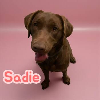 Chocolate Labrador Retriever Dogs Available for Adoption - Sadie | PetCurious
