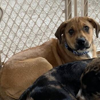 Magnolia -  Labrador Retriever and Hound Dog for Adoption in Shorewood, Illinois - Magnolia | PetCurious