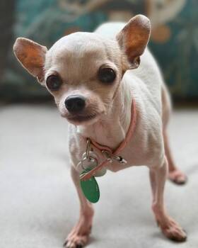 Pixie -  Chihuahua Dog for Adoption in College Station, Texas - Pixie | PetCurious