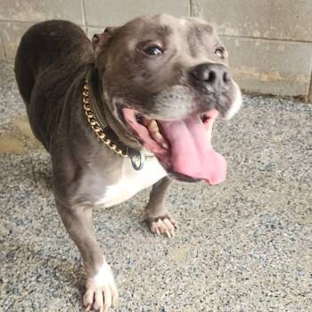 Expo -  Pit Bull Terrier Dog for Adoption in Beaumont, Texas - Expo | PetCurious
