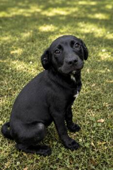 Ellie -  Labrador Retriever Dog for Adoption in Alexander City, Alabama - Ellie | PetCurious