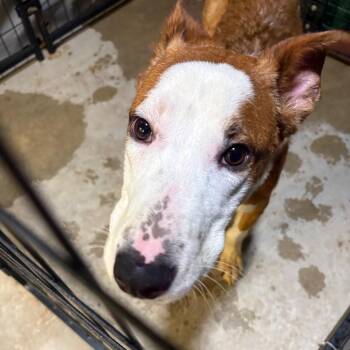 Michael -  Collie and Mixed Breed Dog for Adoption in Birmingham, Alabama - Michael | PetCurious