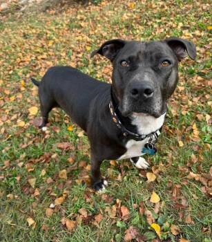Rescue American Staffordshire Terrier Dogs for Adoption in Washington, Pennsylvania - Mel | PetCurious