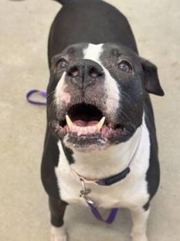 Pit Bull Terrier Dogs Available for Adoption - Fergie | PetCurious