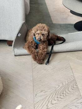 Poodle Dogs Available for Adoption in New York, New York - Atom | PetCurious