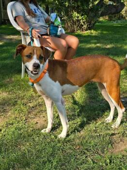 Pumpkin -  Terrier Dog for Adoption in Plymouth, Michigan - Pumpkin | PetCurious