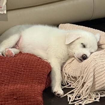 Mixed Breed Dogs Available for Adoption in Raleigh, North Carolina - Bama | PetCurious