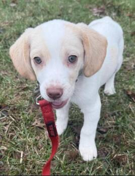 Dachshund Dogs Available for Adoption - Barney | PetCurious