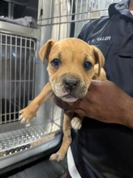 SILKY -  Pit Bull Terrier and Mixed Breed Dog for Adoption in Dayton, Ohio - SILKY | PetCurious