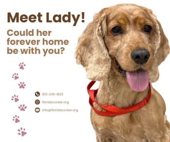 Lady -  English Cocker Spaniel Dog for Adoption in Land O