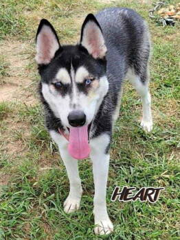 Rescue Siberian Husky Dogs for Adoption in Odenton, Maryland - Nika | PetCurious