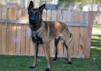 MAYDAY -  Belgian Shepherd Malinois Dog for Adoption in West Valley City, Utah - MAYDAY | PetCurious
