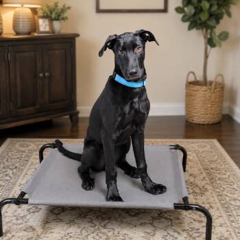 Labrador Retriever Dogs Available for Adoption in Houston, Texas - Drago | PetCurious