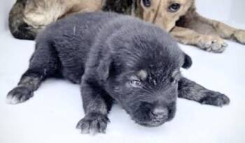 CYBILL -  German Shepherd Dog Dog for Adoption in Houston, Texas - CYBILL | PetCurious