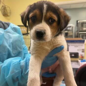 Hound and Mixed Breed Dogs Available for Adoption - Lizzie | PetCurious