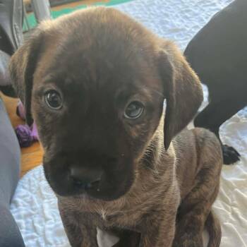 Chihuahua and Pit Bull Terrier Dogs Available for Adoption - Howie | PetCurious