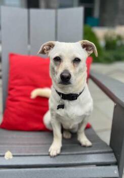 Puppy Love in RI -  Chihuahua Dog for Adoption in Cranston, Rhode Island - Puppy Love In RI | PetCurious