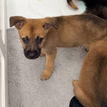 Shepherd Dogs Available for Adoption - Rey | PetCurious