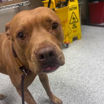 Rhasta Bear -  Pit Bull Terrier and Mixed Breed Dog for Adoption in Reno, Nevada - Rhasta Bear | PetCurious