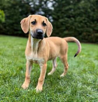 Rue -  Mixed Breed Dog Available for Adoption in Lindenhurst, New York - Rue | PetCurious