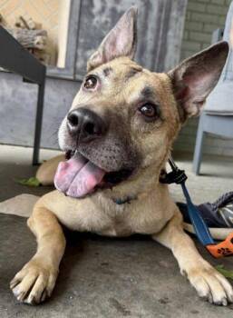 Rescue Shepherd and Mixed Breed Dogs for Adoption in Malvern, Pennsylvania - Skylar Blue | PetCurious