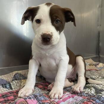 Mixed Breed Dogs Available for Adoption in Saint Charles, Missouri - Smore