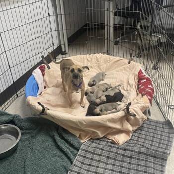 Love Island -  Chihuahua and Mixed Breed Dog for Adoption in Austin, Texas - Love Island | PetCurious
